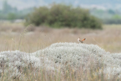 rosse waaierstaart - rufous-tailed scrub robin