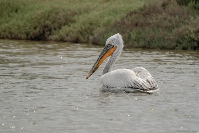 kroeskoppelikaan  - dalmatian pelican