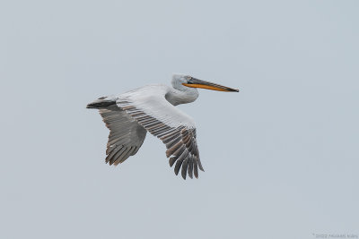 kroeskoppelikaan  - dalmatian pelican