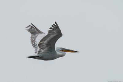 kroeskoppelikaan  - dalmatian pelican