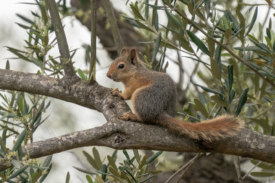 Kaukasuseekhoorn  - Caucasian squirrel