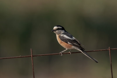maskerklauwier  - masked shrike