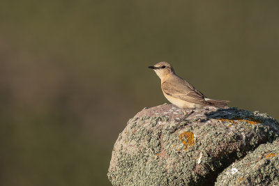izabeltapuit - isabelline Wheatear