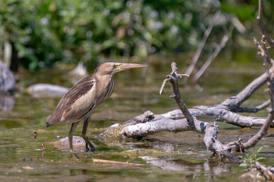 woudaap - lttle bittern