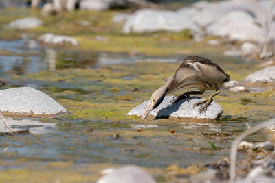 woudaap - lttle bittern