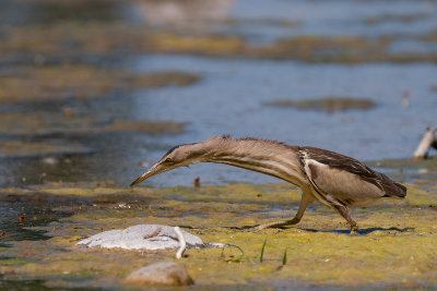 woudaap - lttle bittern