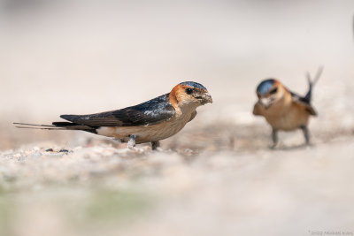 roodstuitzwaluw - red-rumped swallow