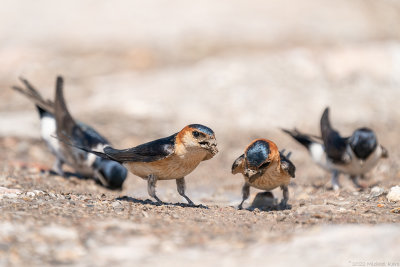 roodstuitzwaluw - red-rumped swallow