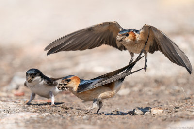 roodstuitzwaluw - red-rumped swallow