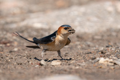 roodstuitzwaluw - red-rumped swallow
