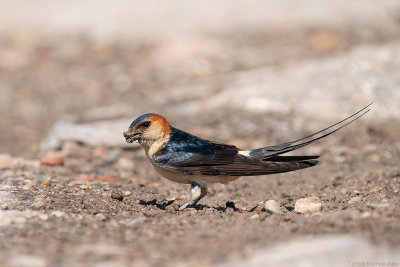 roodstuitzwaluw - red-rumped swallow