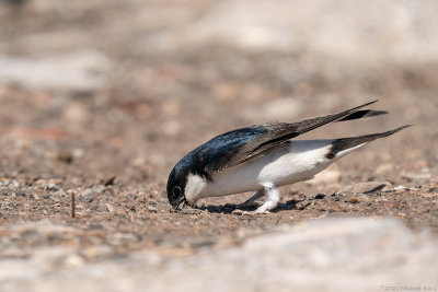 huiszwaluw - house martin