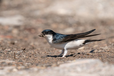 huiszwaluw - house martin