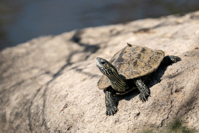 Kaspische beekschildpad - stripe-necked terrapin