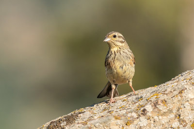 cirlgors - cirlbunting