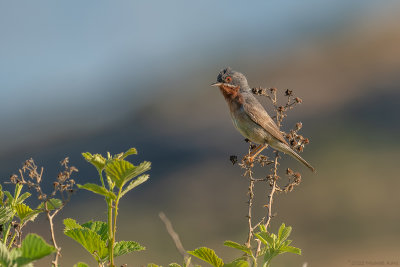  Balkanbaardgrasmus - eastern subalpine warbler