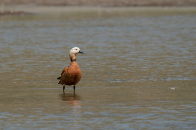 casarca - ruddy shelduck