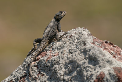 hardoen - roughtail rock agama