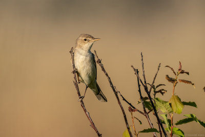 oostelijke vale spotvogel - eastern olivaceous warbler