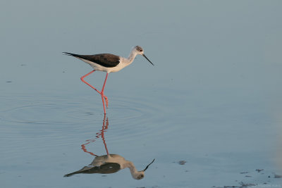 steltkluut - black-winged stilt