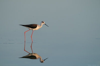 steltkluut - black-winged stilt