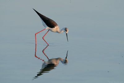 steltkluut - black-winged stilt