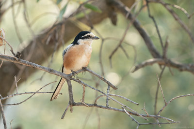 maskerklauwier - masked shrike