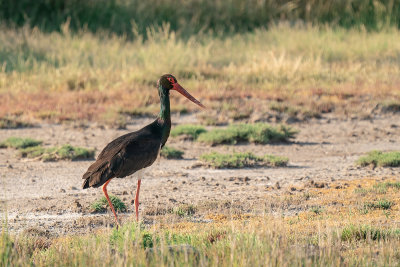zwarte ooievaar - black stork