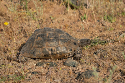 Moorse landschilpad - Greek tortoise