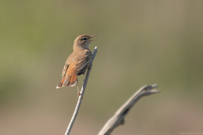 rosse waaierstaart - rufous-tailed scrub robin