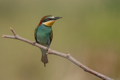 bijeneter - European Bee-eater