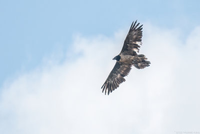 lammergier - bearded vulture