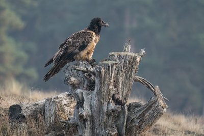 lammergier - bearded vulture