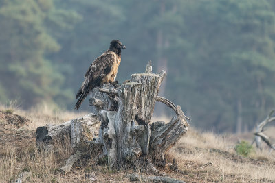 lammergier - bearded vulture
