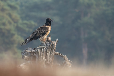 lammergier - bearded vulture