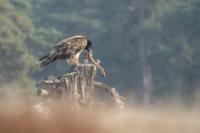 lammergier - bearded vulture