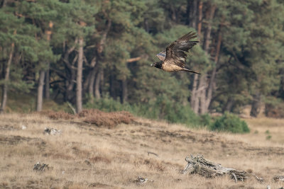 lammergier - bearded vulture