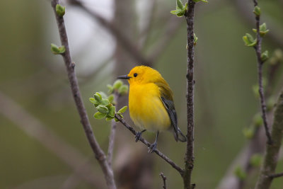 Prothonotary   Warbler