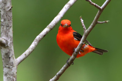 Scarlet Tanager  (male)