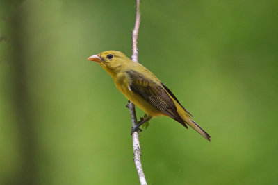 Scarlet Tanager  (female)