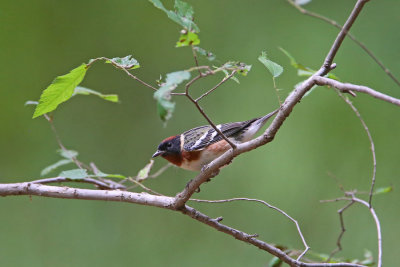 Bay-breasted Warbler  (male)