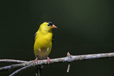 American Goldfinch