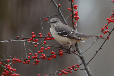 Mocking Bird