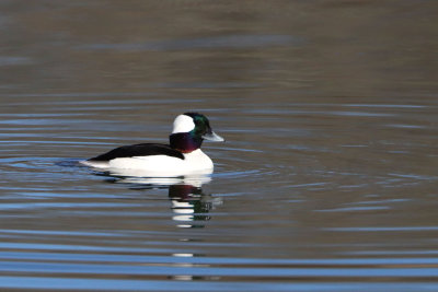 Bufflehead