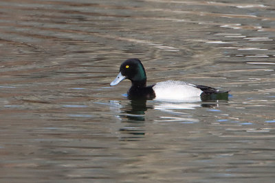 Lesser Scaup