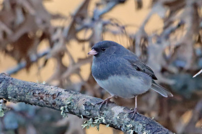 Dark-eyed Junco