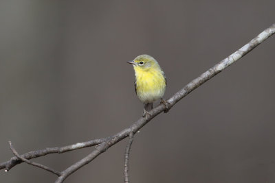 Pine Warbler  (female)