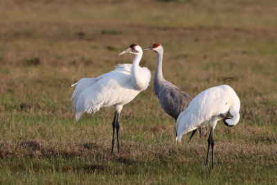Whooping Cranes with their Sandhill Crane cousin