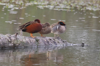 Cinnamon and Green-winged Teal