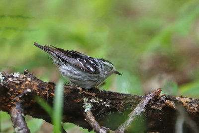 Black & White Warbler